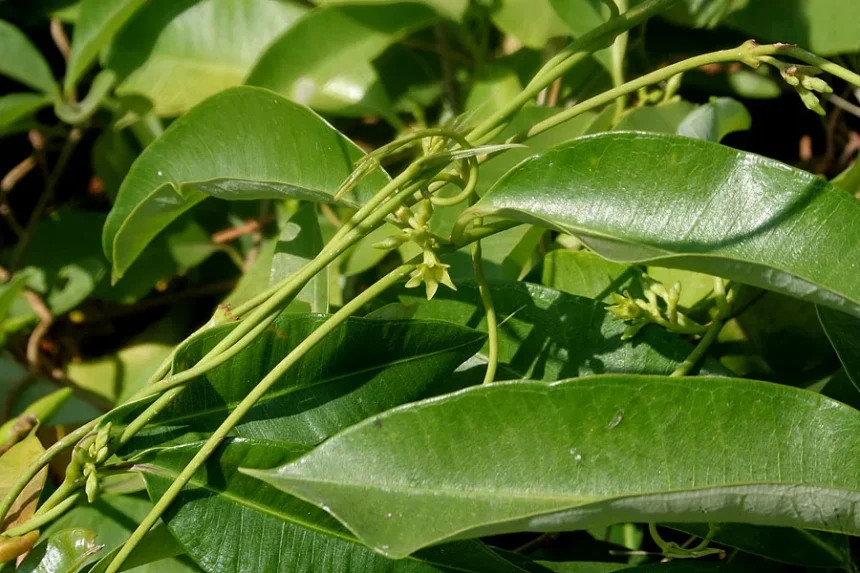 Cryptolepis Dubia (Kattupalvalli) – Rare Medicinal Climber Used in Ayurveda for Fever, Infections, and Immune Support