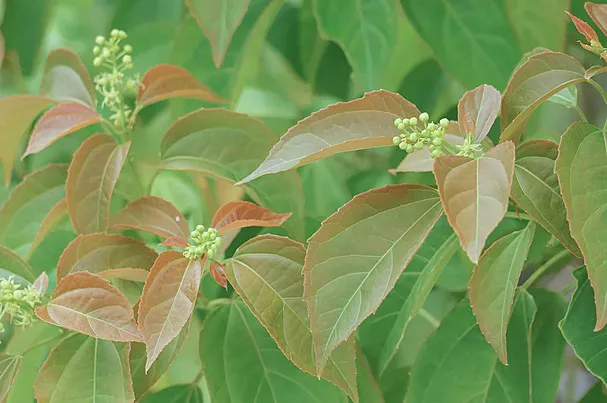 Croton Tiglium (Neervalam) – Powerful Ayurvedic Plant Known for Purgative Properties and Traditional Detox Treatments