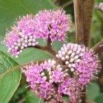 Callicarpa Tomentosa (Naykkumbil) – Medicinal Shrub Used in Ayurveda for Skin Disorders, Wound Healing, and Anti-inflammatory Benefits
