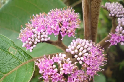 Callicarpa Tomentosa (Naykkumbil) – Medicinal Shrub Used in Ayurveda for Skin Disorders, Wound Healing, and Anti-inflammatory Benefits