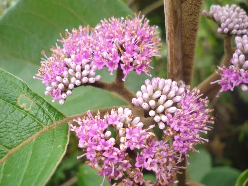Callicarpa Tomentosa (Naykkumbil) – Medicinal Shrub Used in Ayurveda for Skin Disorders, Wound Healing, and Anti-inflammatory Benefits