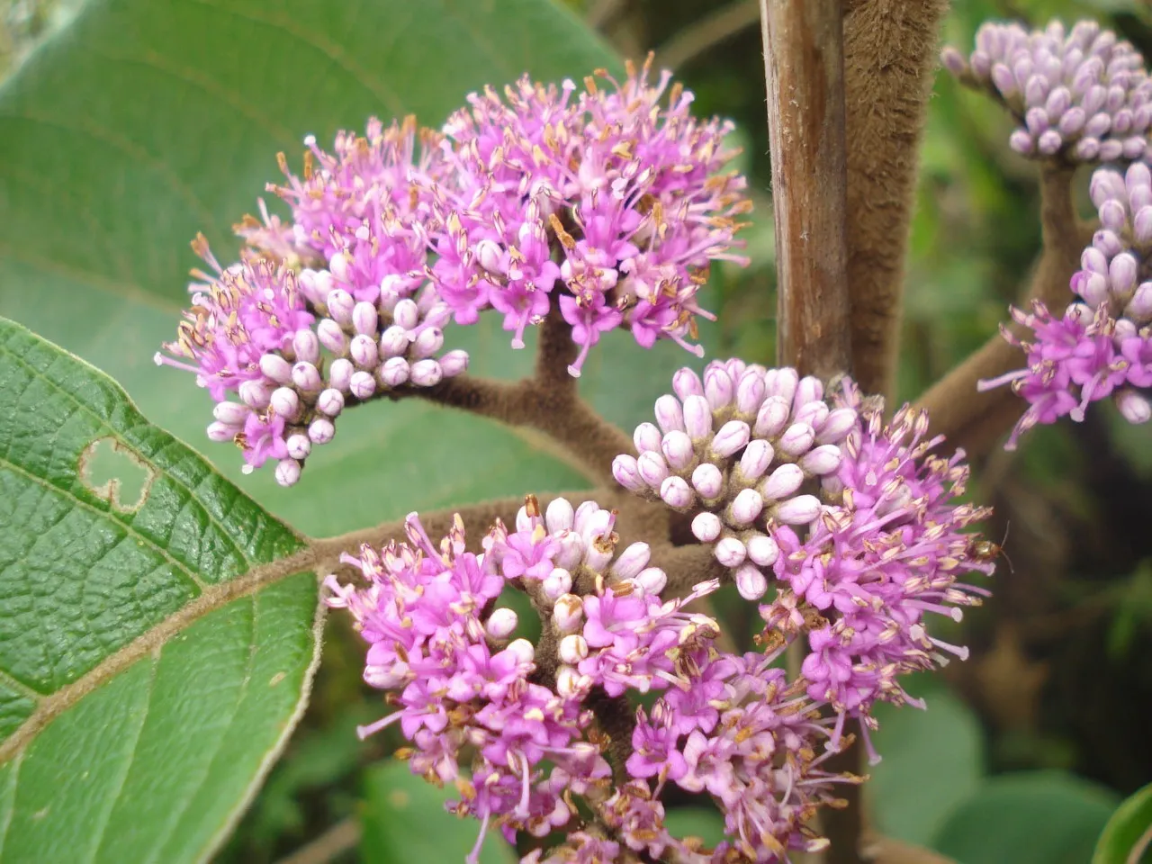 Callicarpa Tomentosa (Naykkumbil) – Medicinal Shrub Used in Ayurveda for Skin Disorders, Wound Healing, and Anti-inflammatory Benefits