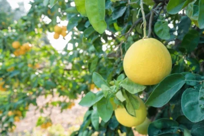 Citrus Maxima (Babloos) – Nutrient-Rich Fruit Known for Its Digestive Benefits and Use in Traditional Ayurvedic Medicine