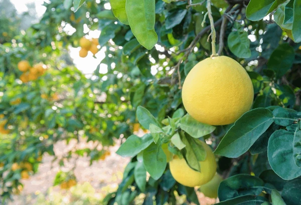 Citrus Maxima (Babloos) – Nutrient-Rich Fruit Known for Its Digestive Benefits and Use in Traditional Ayurvedic Medicine