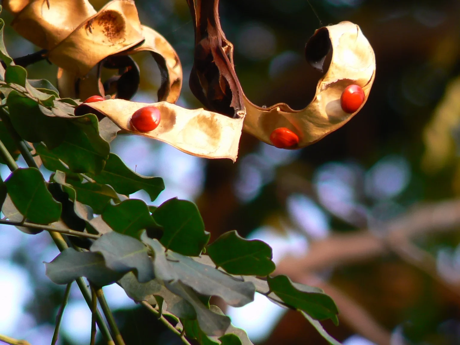 Adenanthera Pavonina (Manjadi) – Ornamental and Medicinal Tree Known for Bright Red Seeds and Ayurvedic Uses in Joint Pain and Inflammation