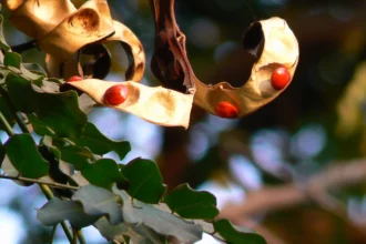 Adenanthera Pavonina (Manjadi) – Ornamental and Medicinal Tree Known for Bright Red Seeds and Ayurvedic Uses in Joint Pain and Inflammation