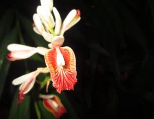 Alpinia Calcarata (Chittaratha) – Ayurvedic Rhizome Used for Digestive Health, Respiratory Relief, and Anti-inflammatory Benefits