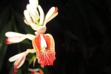 Alpinia Calcarata (Chittaratha) – Ayurvedic Rhizome Used for Digestive Health, Respiratory Relief, and Anti-inflammatory Benefits