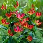 Gloriosa lily (Gloriosa superba) variety Menthonni with vibrant red and yellow flame-shaped petals