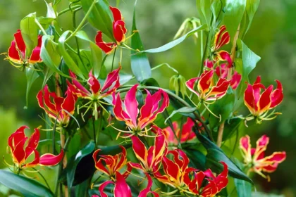 Gloriosa lily (Gloriosa superba) variety Menthonni with vibrant red and yellow flame-shaped petals