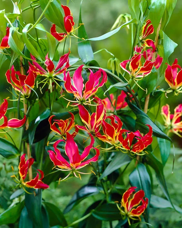Gloriosa lily (Gloriosa superba) variety Menthonni with vibrant red and yellow flame-shaped petals