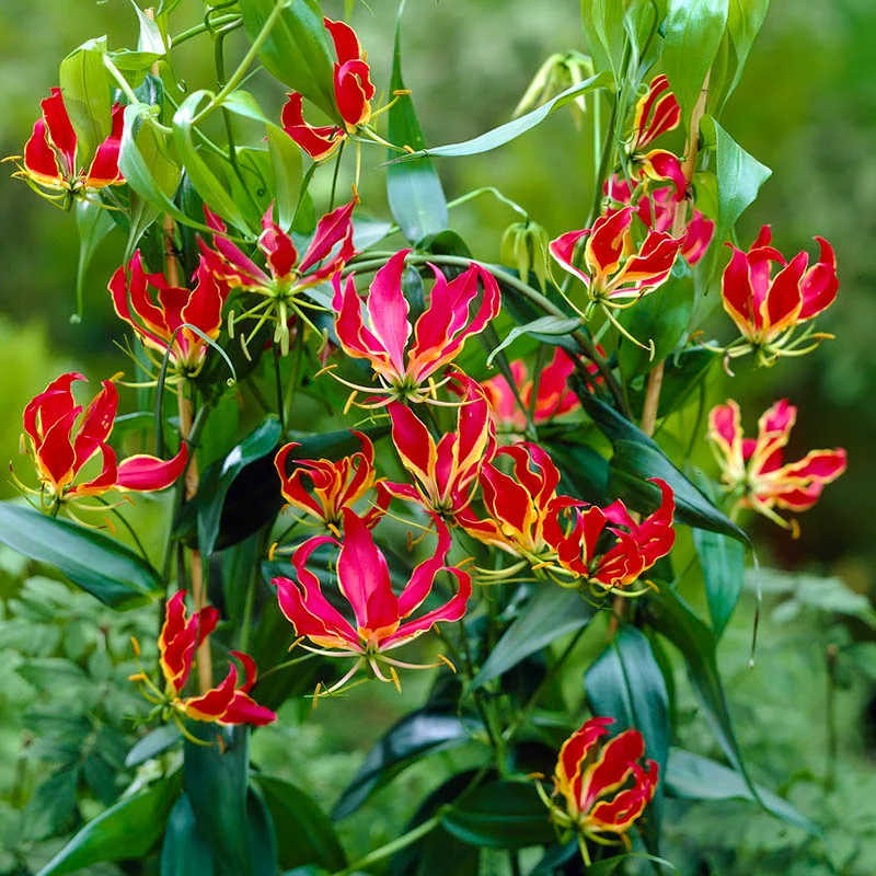 Gloriosa lily (Gloriosa superba) variety Menthonni with vibrant red and yellow flame-shaped petals
