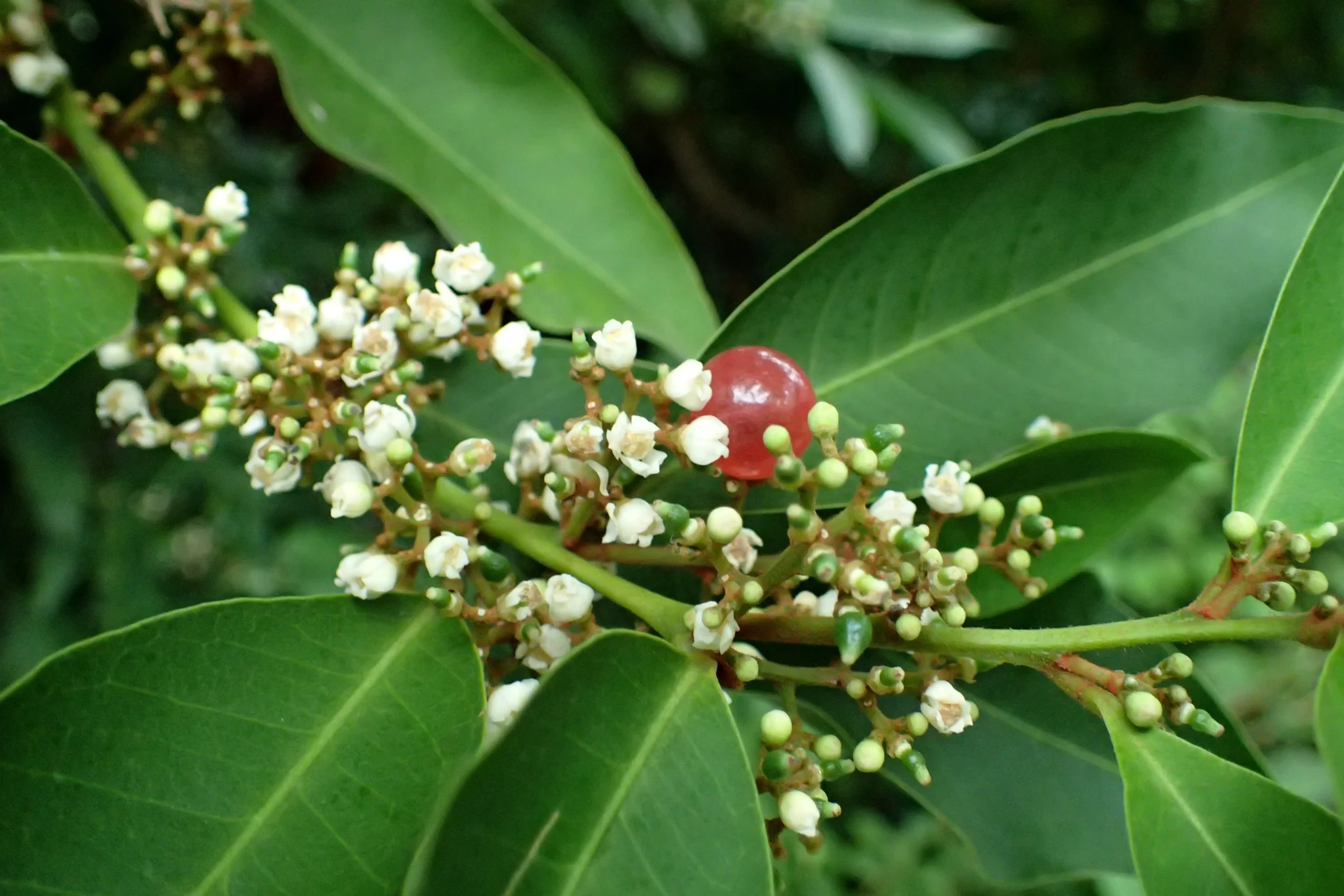 Glycosmis pentaphylla plant locally known as Paanal with green leaves in natural light