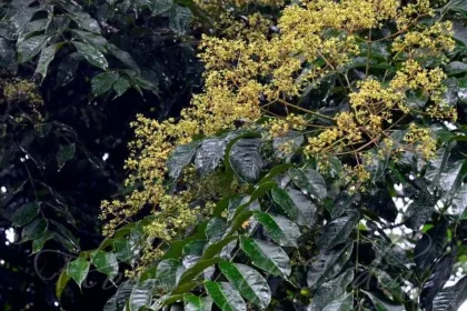 Mullilam (Zanthoxylum rhetsa) with thorny branches and aromatic green leaves