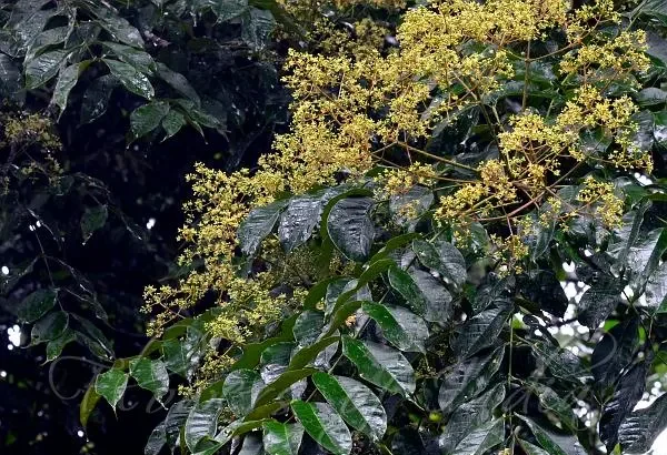 Mullilam (Zanthoxylum rhetsa) with thorny branches and aromatic green leaves