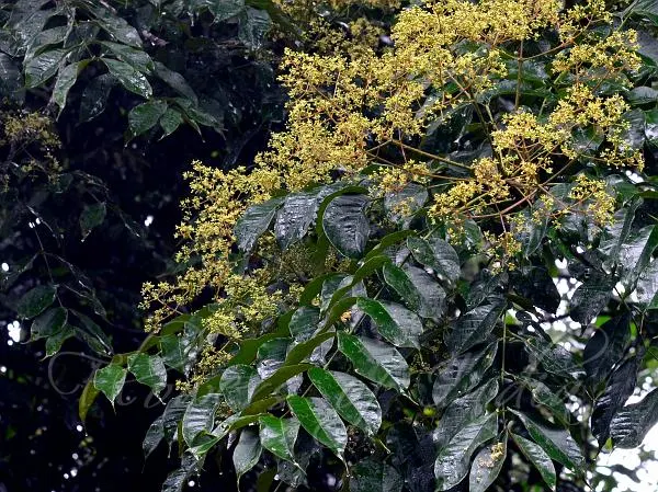 Mullilam (Zanthoxylum rhetsa) with thorny branches and aromatic green leaves