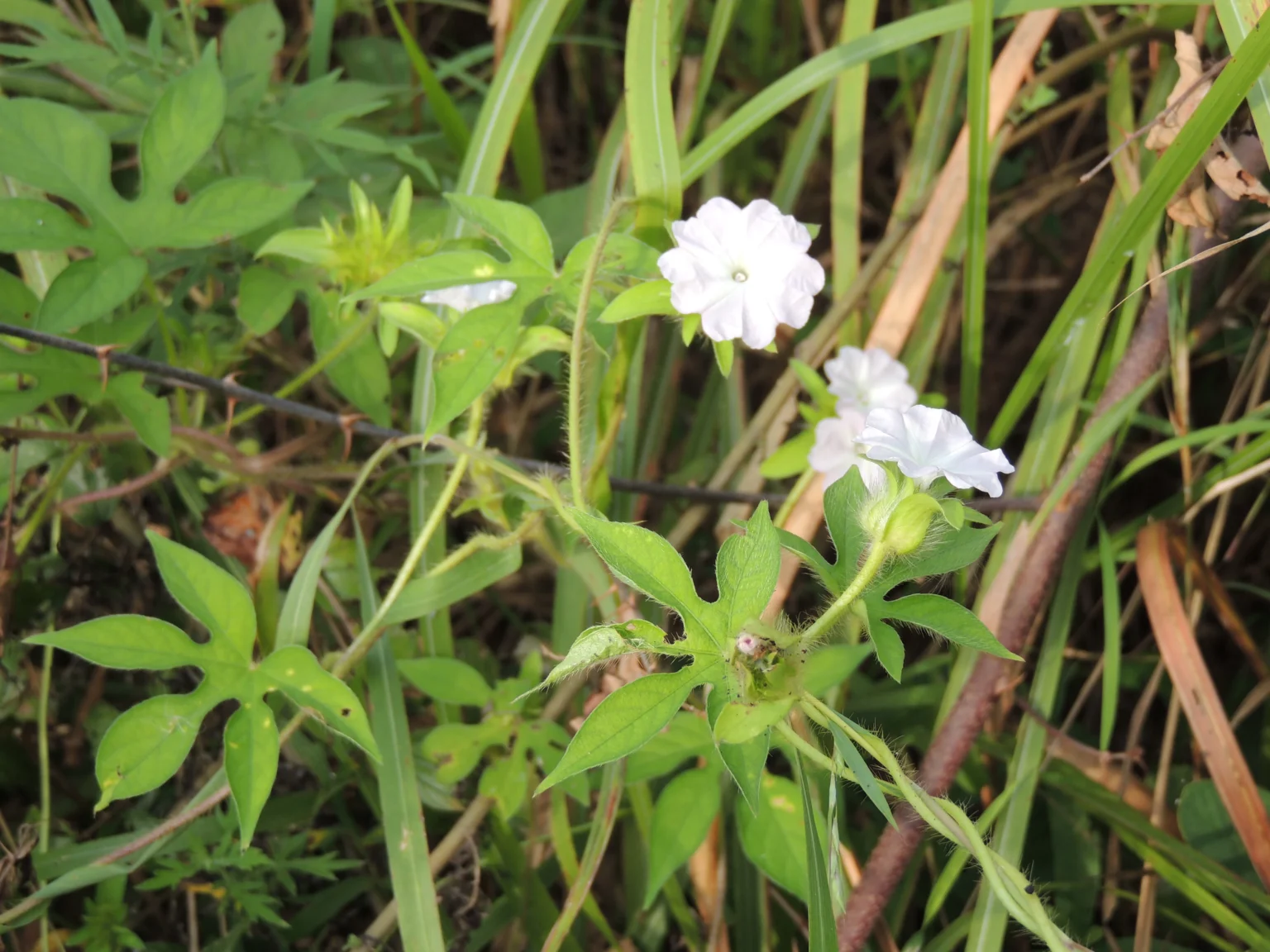 Pulichuvadi (Ipomoea pes-tigridis) – Ayurvedic medicinal plant used in traditional medicine for wound healing, skin diseases, and natural herbal remedies