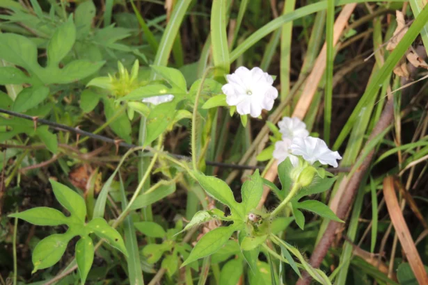 Pulichuvadi (Ipomoea pes-tigridis) – Ayurvedic medicinal plant used in traditional medicine for wound healing, skin diseases, and natural herbal remedies