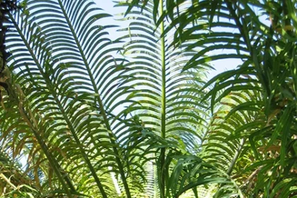 Cycas Circinalis (Eenthinpana) – Medicinal Plant with Ornamental Foliage Used in Ayurvedic Remedies