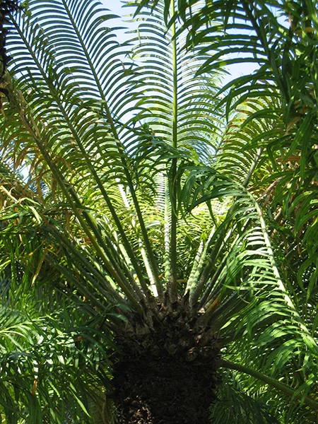 Cycas Circinalis (Eenthinpana) – Medicinal Plant with Ornamental Foliage Used in Ayurvedic Remedies