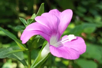 Barleria prattensis (Madhurakurinji) – Traditional Ayurvedic herb with powerful medicinal uses and amazing health benefits