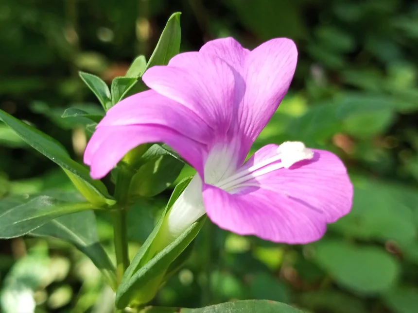 Barleria prattensis (Madhurakurinji) – Traditional Ayurvedic herb with powerful medicinal uses and amazing health benefits