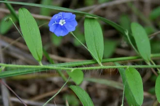 Evolvulus alsinoides plant (Krishnakranthi) with small blue flowers used in traditional Ayurvedic medicine for memory and brain health