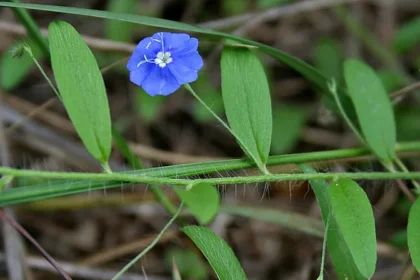 Evolvulus alsinoides plant (Krishnakranthi) with small blue flowers used in traditional Ayurvedic medicine for memory and brain health
