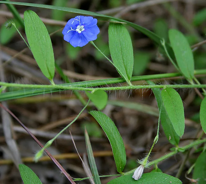Evolvulus alsinoides plant (Krishnakranthi) with small blue flowers used in traditional Ayurvedic medicine for memory and brain health