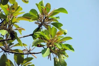 Terminalia bellerica tree, commonly known as Thanni, displaying green leaves and mature fruits in a natural outdoor setting