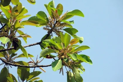 Terminalia bellerica tree, commonly known as Thanni, displaying green leaves and mature fruits in a natural outdoor setting