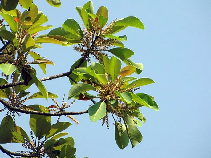 Terminalia bellerica tree, commonly known as Thanni, displaying green leaves and mature fruits in a natural outdoor setting