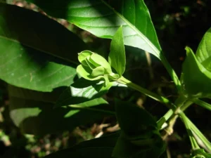 Justicia adhatoda plant, locally known as Aadalodakam, with broad green leaves and white tubular flowers in a garden setting