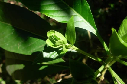 Justicia adhatoda plant, locally known as Aadalodakam, with broad green leaves and white tubular flowers in a garden setting