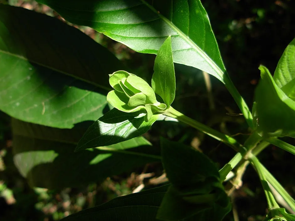 Justicia adhatoda plant, locally known as Aadalodakam, with broad green leaves and white tubular flowers in a garden setting