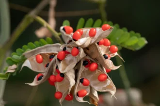 Kunnikuru (Abrus precatorius) – Ancient Ayurvedic Herb with Powerful Medicinal Properties, Healing Benefits, and Traditional Uses