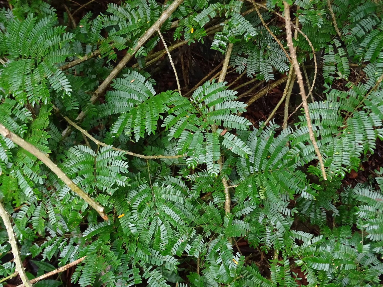 Acacia caesia (Inja) medicinal plant known for its traditional Ayurvedic uses, natural anti-inflammatory and immunity-boosting properties