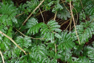 Acacia caesia (Inja) medicinal plant known for its traditional Ayurvedic uses, natural anti-inflammatory and immunity-boosting properties