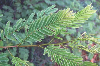 Karingali (Acacia catechu) – Traditional Ayurvedic Herb with Powerful Medicinal Uses and Health Benefits