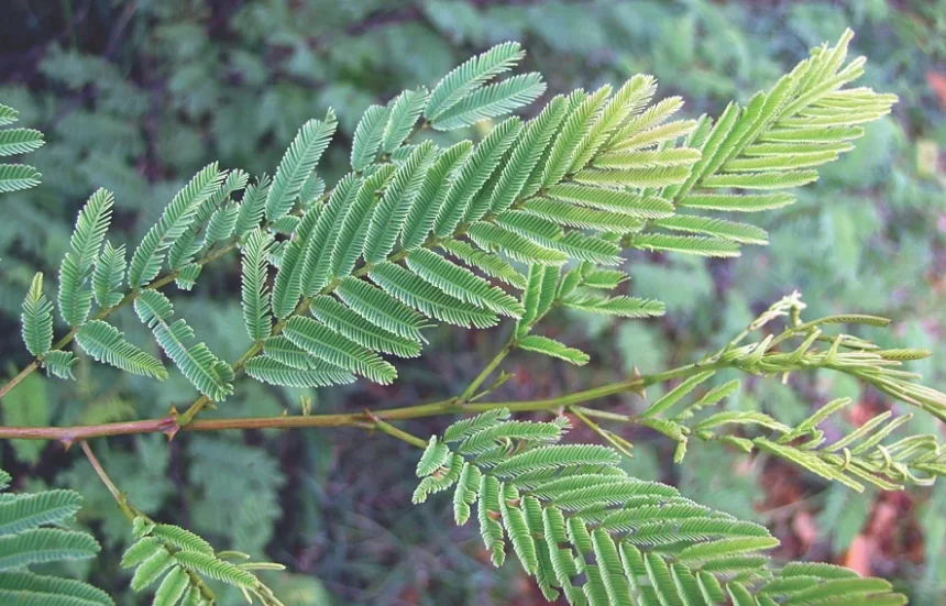 Karingali (Acacia catechu) – Traditional Ayurvedic Herb with Powerful Medicinal Uses and Health Benefits