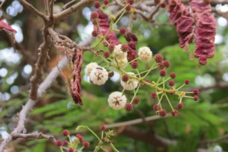 Cheevikka (Acacia sinuata) – Traditional Ayurvedic herb widely used for natural hair care, skin health, and powerful medicinal benefits
