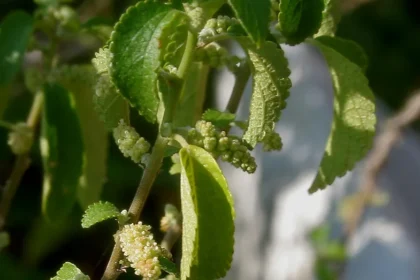 Kattumunja (Acalypha fruticosa Forssk) – Traditional and Ethnomedicinal Plant with Powerful Healing Benefits