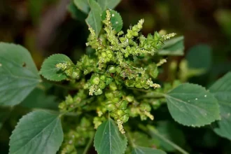Kuppameni (Acalypha indica) – Traditional Ayurvedic herb with powerful medicinal uses for skin care, wound healing, and natural health benefits
