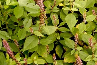 Kadaladi (Achyranthes aspera) – Traditional Ayurvedic Herb with Powerful Healing, Detoxification and Medicinal Benefits