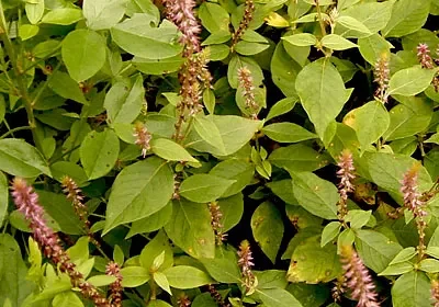 Kadaladi (Achyranthes aspera) – Traditional Ayurvedic Herb with Powerful Healing, Detoxification and Medicinal Benefits