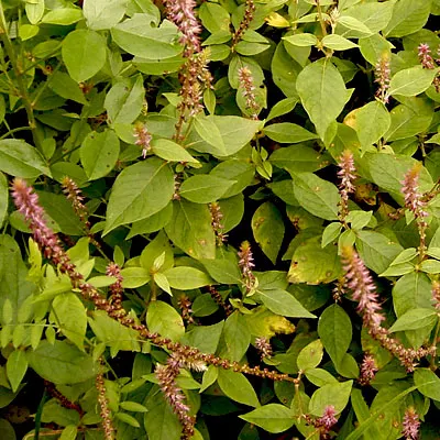 Kadaladi (Achyranthes aspera) – Traditional Ayurvedic Herb with Powerful Healing, Detoxification and Medicinal Benefits