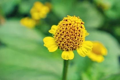 Eripacha (Acmella calva) – Traditional Ayurvedic Herb for Pain Relief, Immunity Boost and Natural Healing Benefits