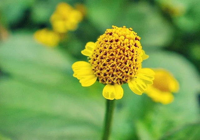 Eripacha (Acmella calva) – Traditional Ayurvedic Herb for Pain Relief, Immunity Boost and Natural Healing Benefits