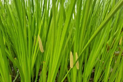 Fresh Vayambu roots of Acorus calamus used in Ayurveda for immunity, digestion, and natural healing