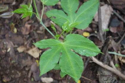 Karimuthukku (Adenia hondala) – Traditional Ayurvedic Medicinal Plant with Powerful Healing Properties and Health Benefits